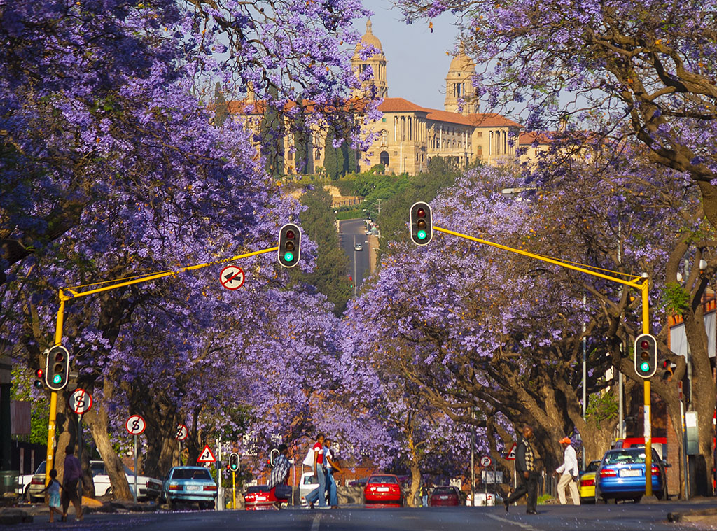 Jacaranda_Trees_Pretoria.jpg