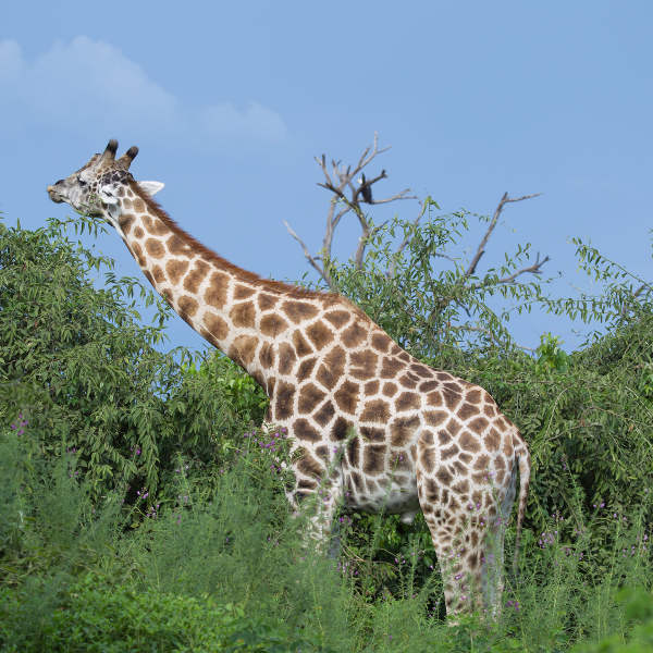Maun Giraffe