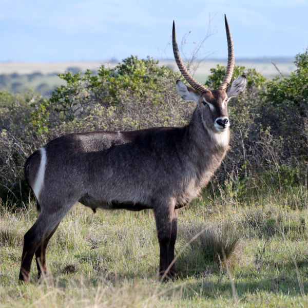 Waterbuck Gorongosa National Park