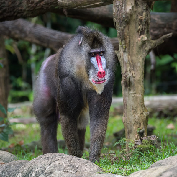 Afi Mountain Wildlife Sanctuary Calabar
