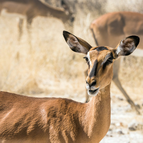 wildlife