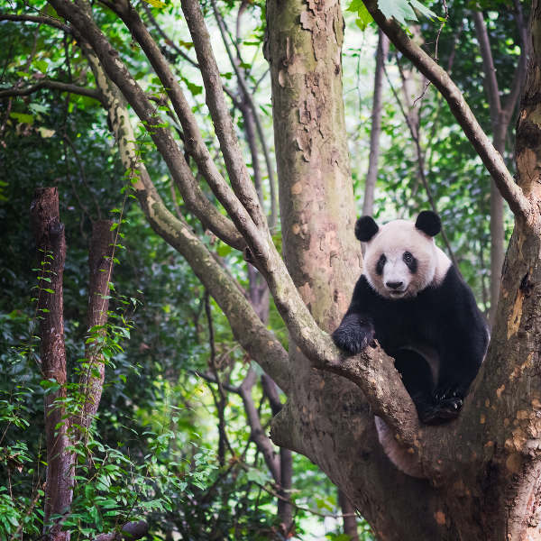 chengdu nature