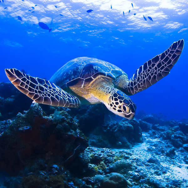 scuba diving and snorkelling