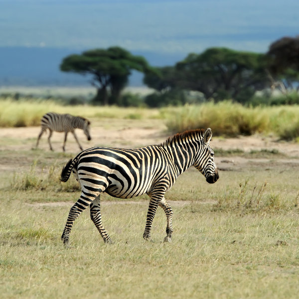 Zebras at Nairobi National Park
