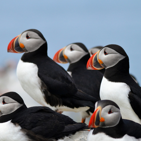 puffins-relaxing-in-guernsey