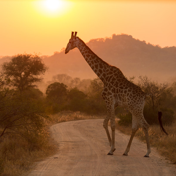 Giraffe Kruger National Park Phalaborwa