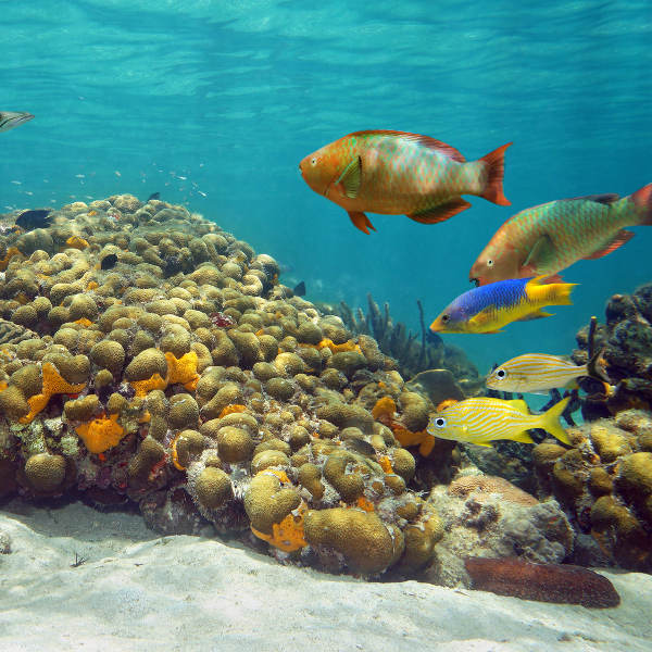 cozumel underwater landscape and wildlife
