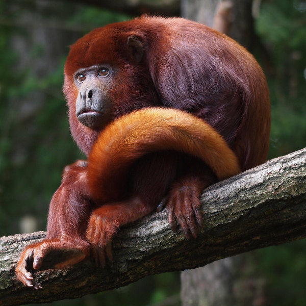 bronze ape