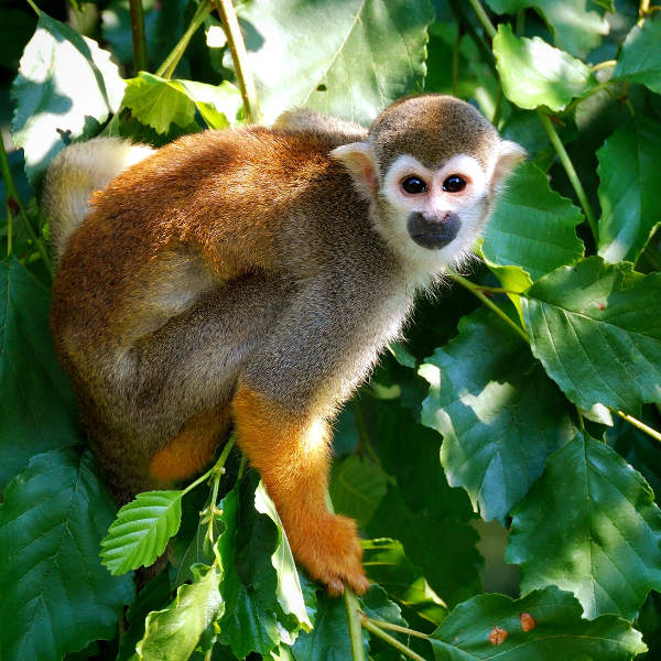 monkey-tropical-managua
