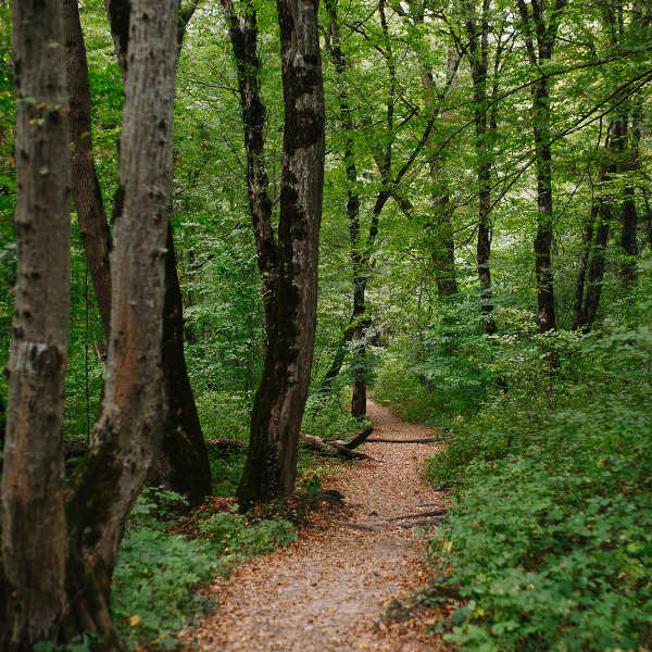 forest path
