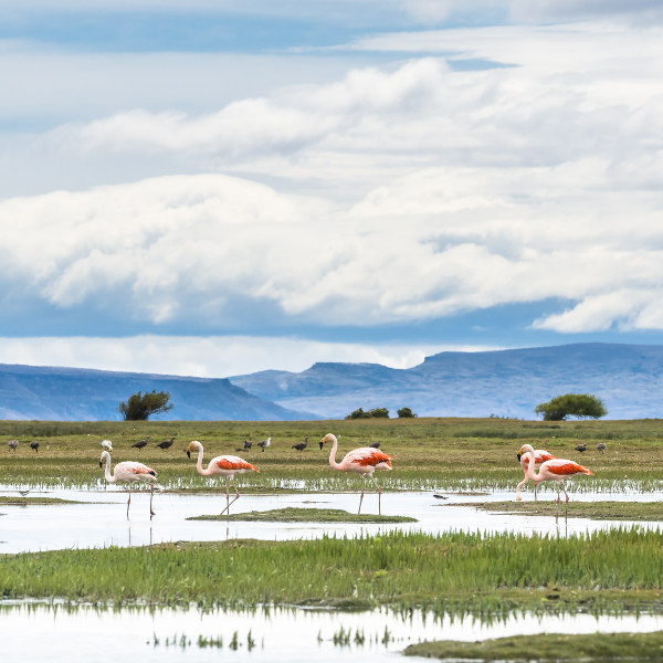 flamingos in lake
