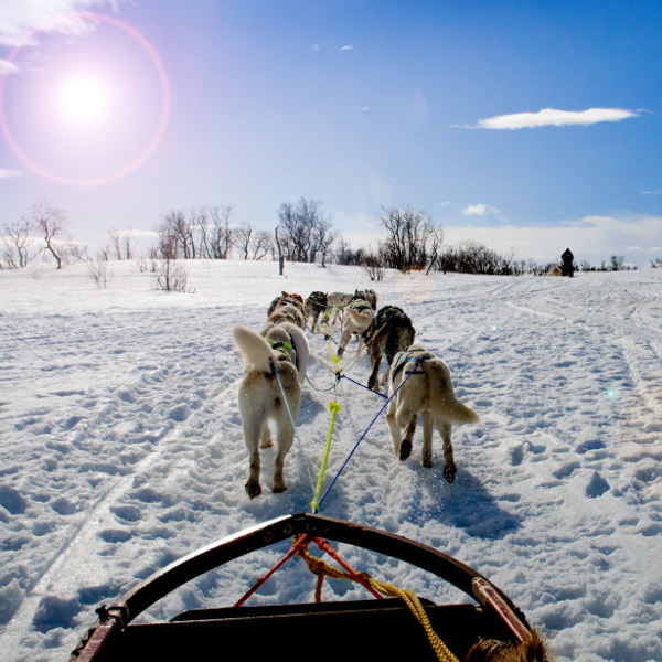 anchorage-dog-sledding