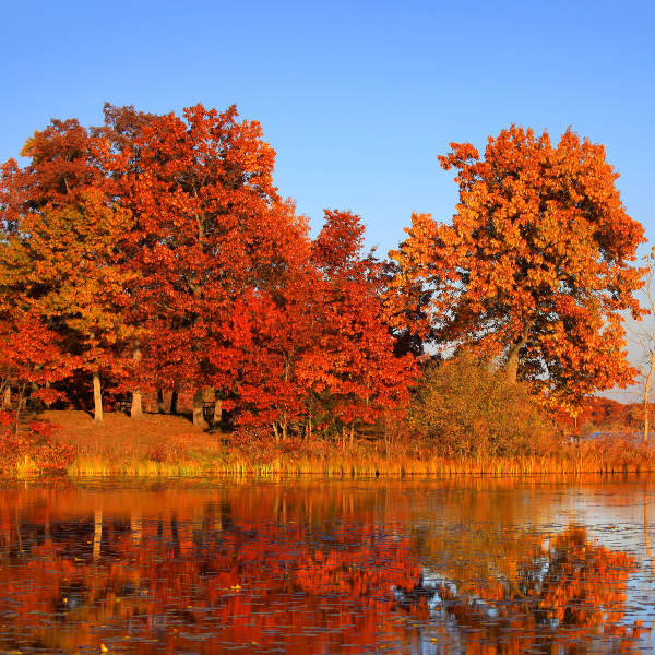 trees in autumn
