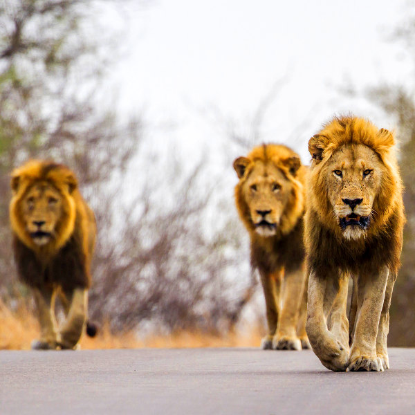 nelspruit kruger national park
