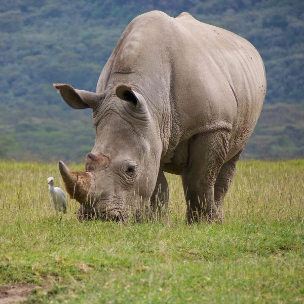 rhino-national-park-bulawayo
