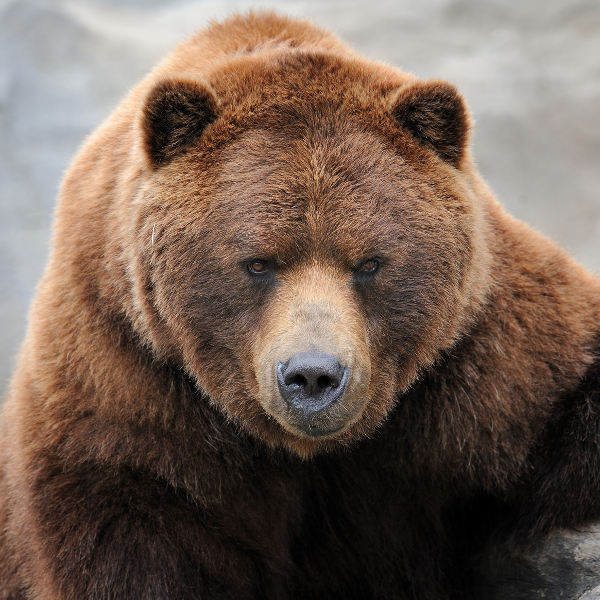 brown grizzly bear