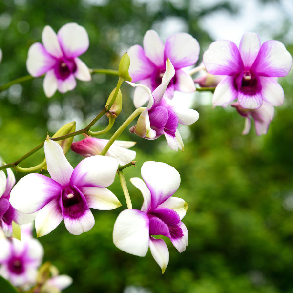 orchid flower