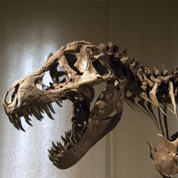 natural-museum-saltlakecity