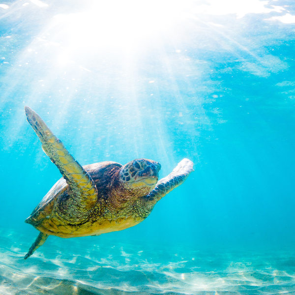 marine-life-st-thomas