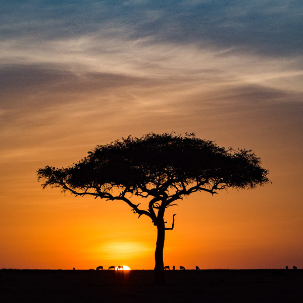Antelope Landscape Blantyre